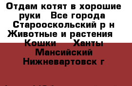 Отдам котят в хорошие руки - Все города, Старооскольский р-н Животные и растения » Кошки   . Ханты-Мансийский,Нижневартовск г.